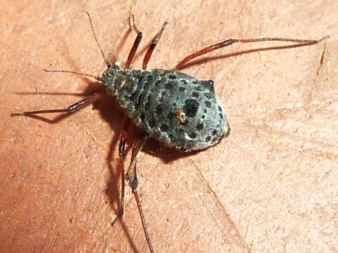 Tuberolachnus salignus &copy; LEBEAU Catherine