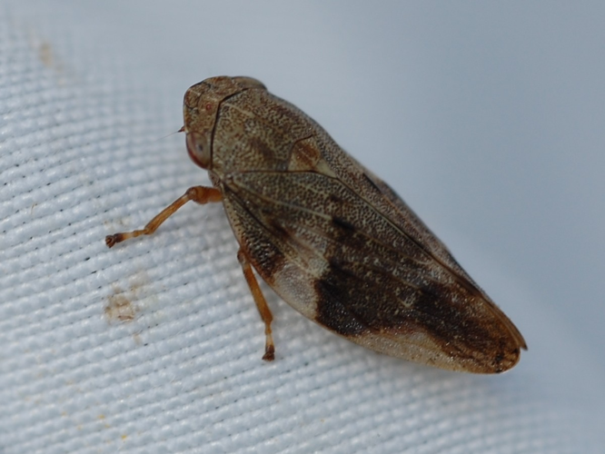 Aphrophora alni &copy; VANSTEENE Nicolas