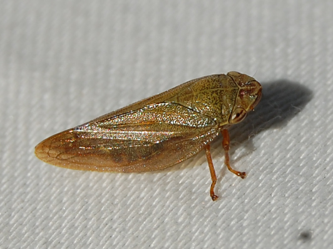 Aphrophora salicina &copy; VANSTEENE Nicolas