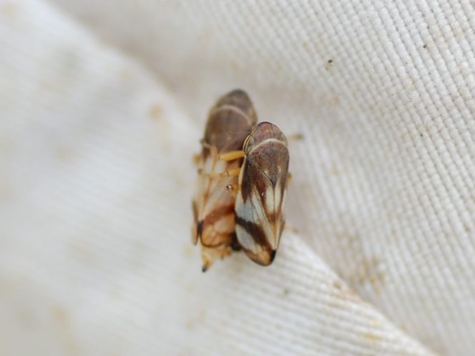 Neophilaenus albipennis &copy; VANSTEENE Nicolas