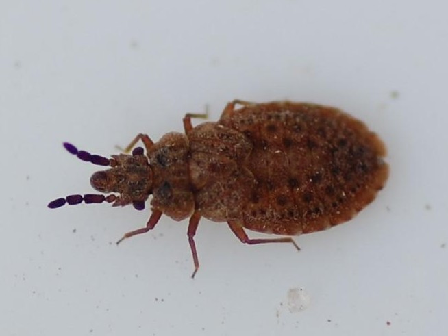 Aradus cinnamomeus &copy; VANSTEENE Nicolas