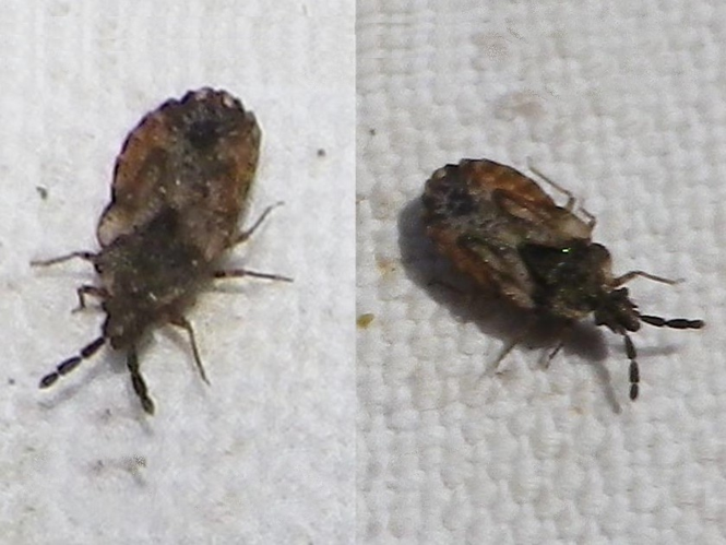 Aradus depressus depressus &copy; HALLART Guénael