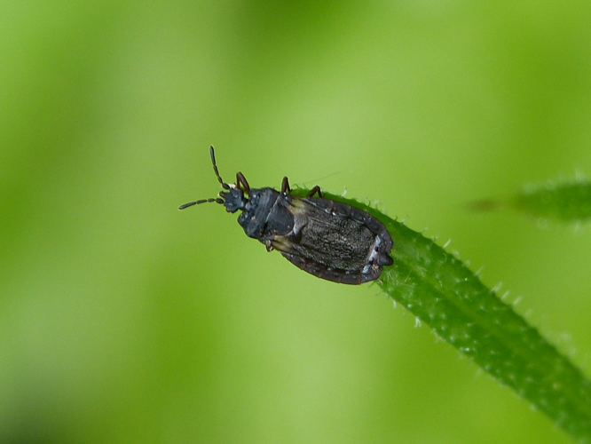 Aneurus avenius &copy; BARBIER Simon