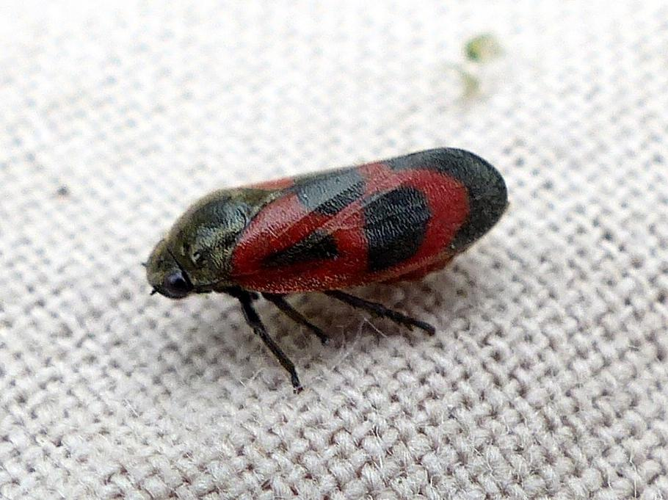 Haematoloma dorsata &copy; DEROZIER Carole