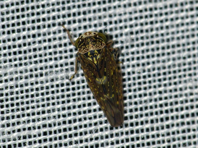 Acericerus heydenii &copy; BARBIER Simon