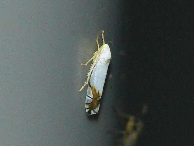 Aguriahana stellulata &copy; BARBIER Simon