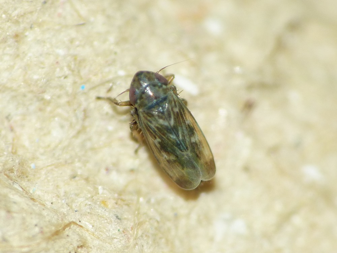 Deltocephalus pulicaris &copy; BARBIER Simon