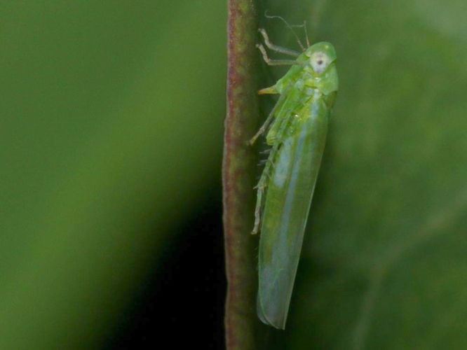 Empoasca vitis &copy; DANTEN Benoit