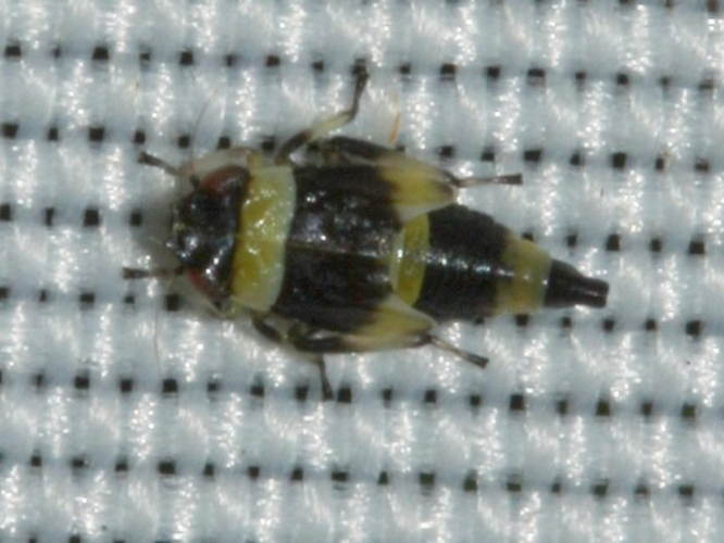 Eupterycyba jucunda &copy; LETHEVE Xavier