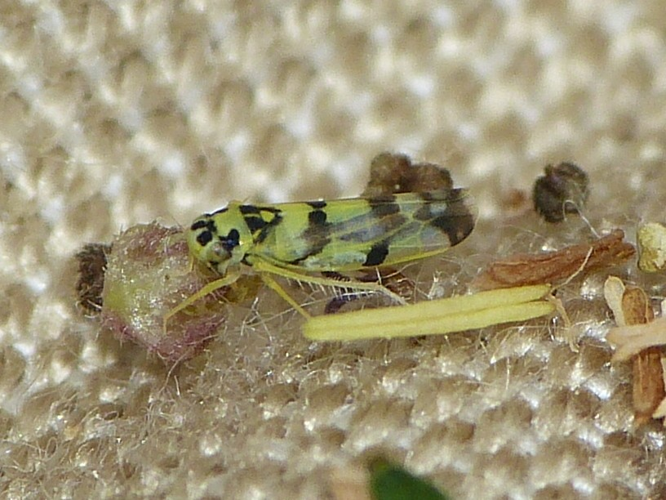 Eupteryx atropunctata &copy; BARBIER Simon