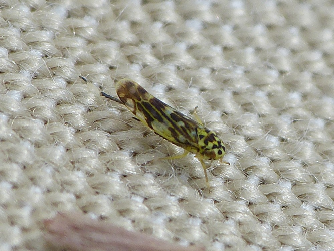 Eupteryx urticae &copy; BARBIER Simon