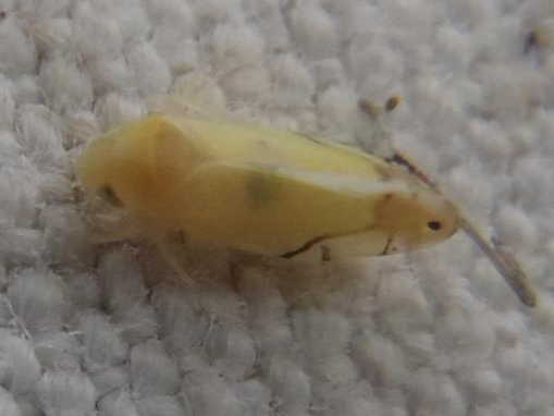 Eurhadina pulchella &copy; HALLART Guénael