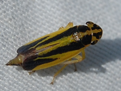 Evacanthus interruptus &copy; VANSTEENE Nicolas