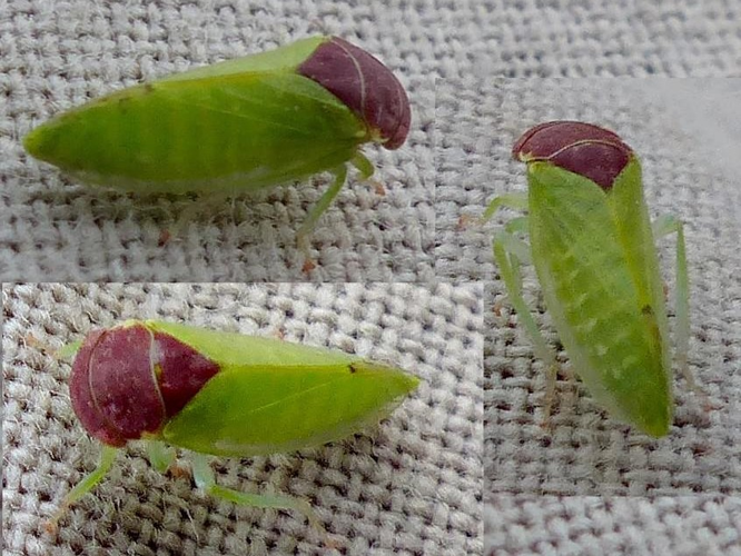 Iassus scutellaris &copy; DEROZIER Carole