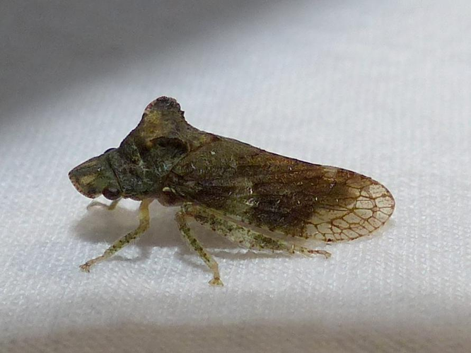 Ledra aurita &copy; DEROZIER Carole