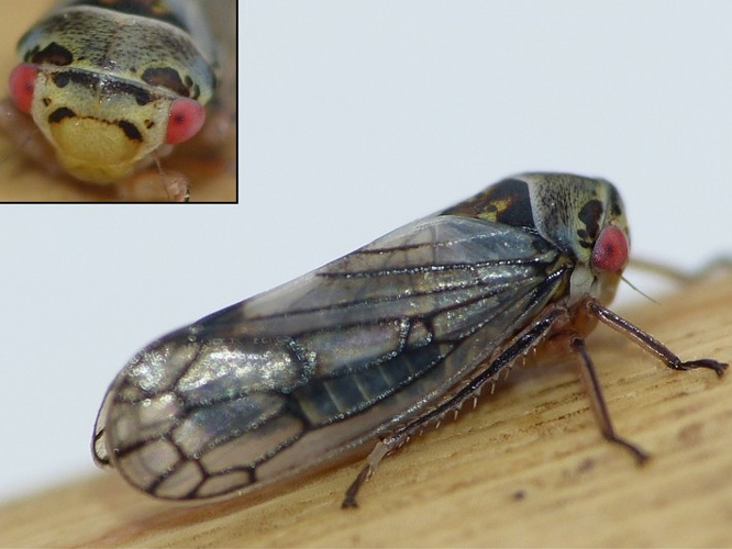 Oncopsis subangulata &copy; BARBIER Simon