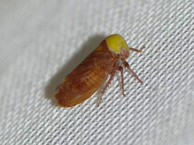 Pediopsis tiliae &copy; BARBIER Simon