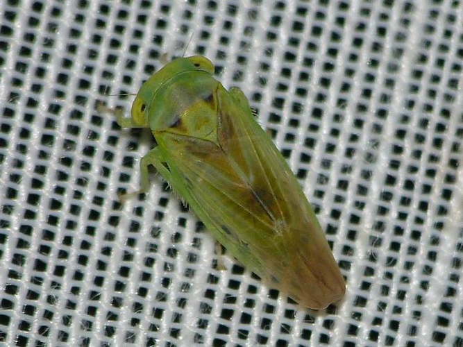 Populicerus populi &copy; BARBIER Simon