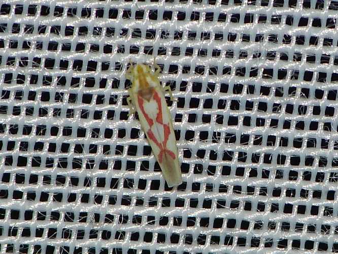 Zygina flammigera &copy; BARBIER Simon