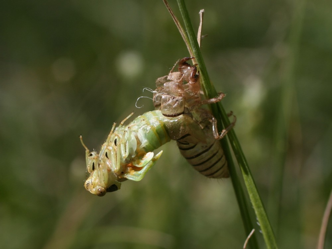 Cicadetta cantilatrix &copy; TOP Damien