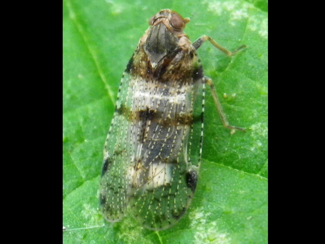 Cixius nervosus &copy; HALLART Guénael