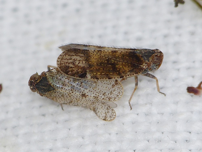 Tachycixius pilosus &copy; BARBIER Simon