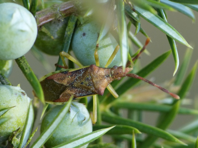 Gonocerus juniperi &copy; BARBIER Simon