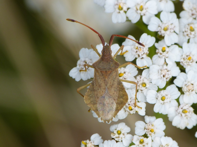Syromastus rhombeus &copy; BARBIER Simon