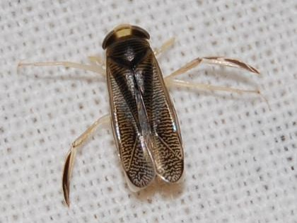 Callicorixa praeusta &copy; VANSTEENE Nicolas