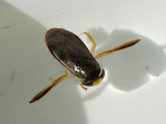 Corixa punctata &copy; BARBIER Simon