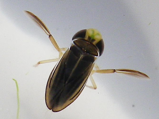 Cymatia coleoptrata &copy; HALLART Guénael