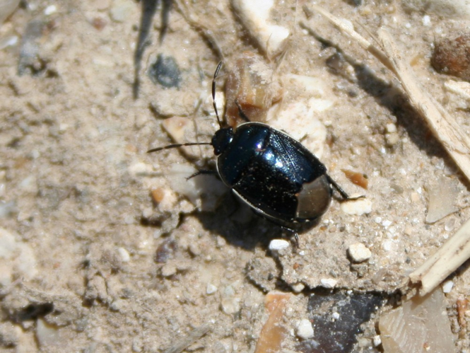 Canthophorus impressus &copy; TOP Damien