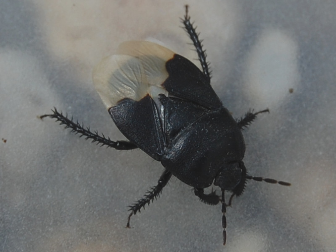 Cydnus aterrimus &copy; VANSTEENE Nicolas