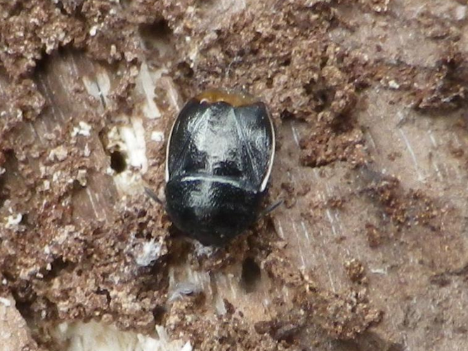 Legnotus limbosus &copy; HALLART Guénael