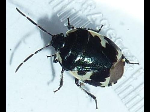 Tritomegas bicolor &copy; LEBEAU Catherine