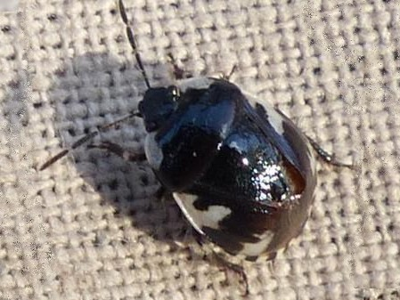 Tritomegas rotundipennis &copy; DEROZIER Carole