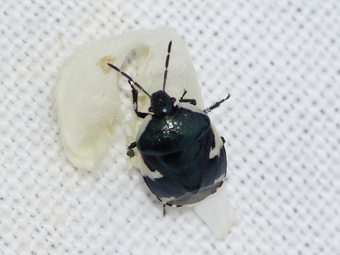 Tritomegas sexmaculatus &copy; BARBIER Simon