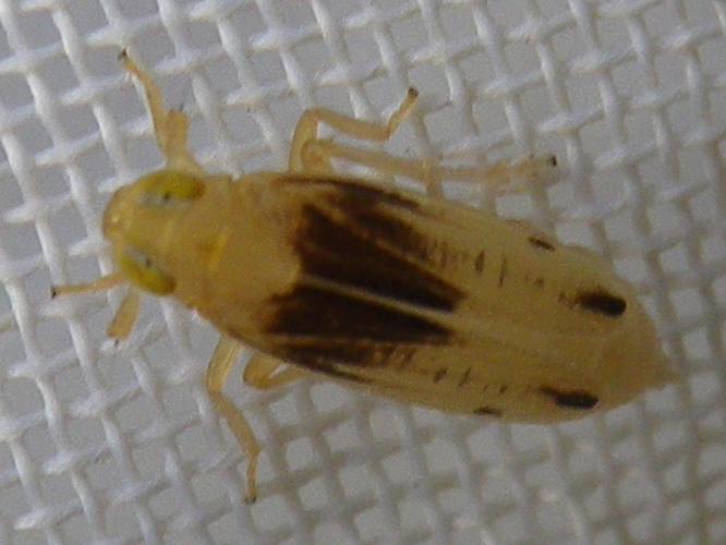 Anakelisia fasciata &copy; HALLART Guénael