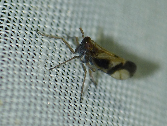 Euides speciosa &copy; BARBIER Simon