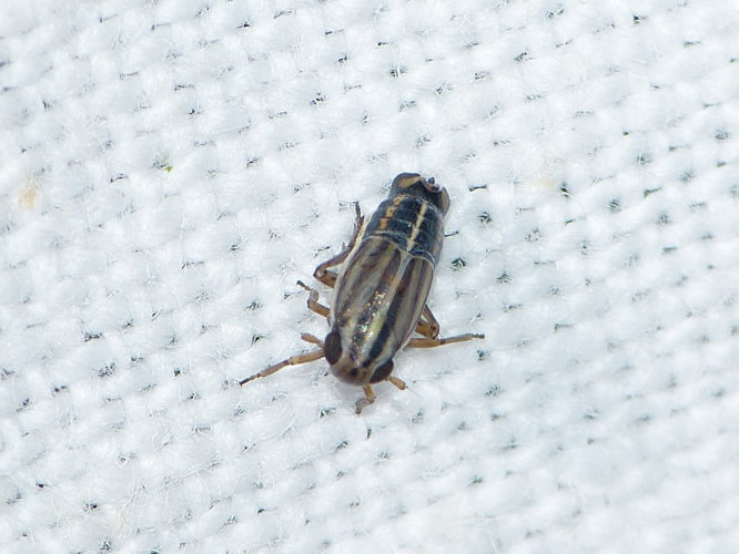 Eurybregma nigrolineata &copy; BARBIER Simon