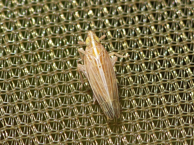 Stenocranus minutus &copy; BARBIER Simon