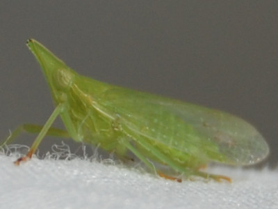 Dictyophara europaea &copy; VANSTEENE Nicolas