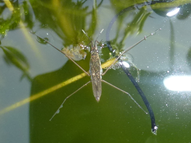 Gerris &copy; MAILLIER Sébastien