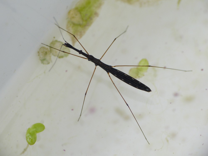 Hydrometra stagnorum &copy; BARBIER Simon