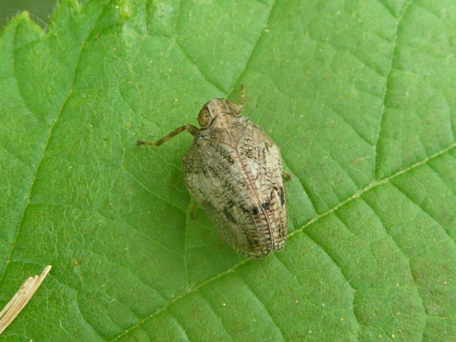 Issus coleoptratus &copy; MAILLIER Sébastien