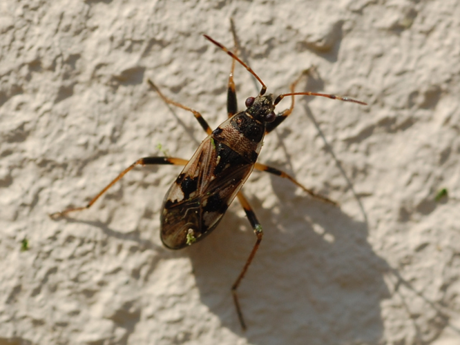 Beosus maritimus &copy; VANSTEENE Nicolas