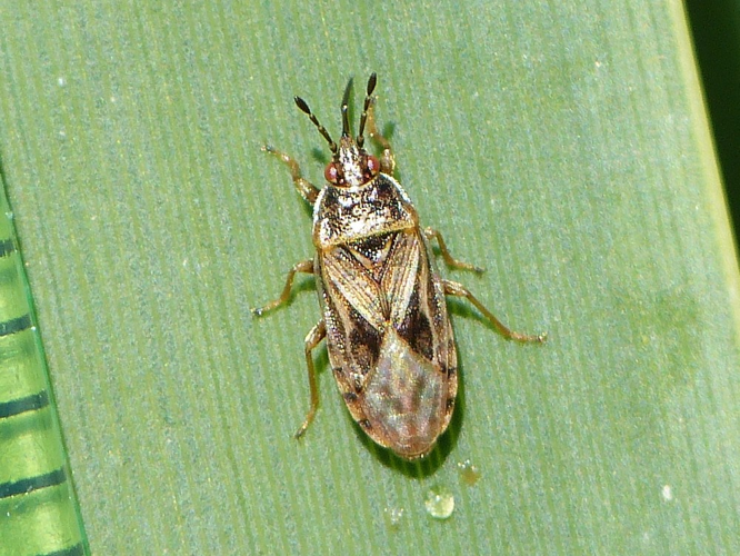 Chilacis typhae &copy; BARBIER Simon