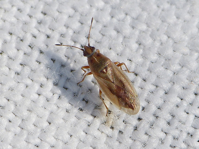 Cymus glandicolor &copy; BARBIER Simon