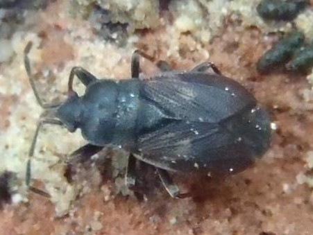 Drymus brunneus brunneus &copy; HALLART Guénael