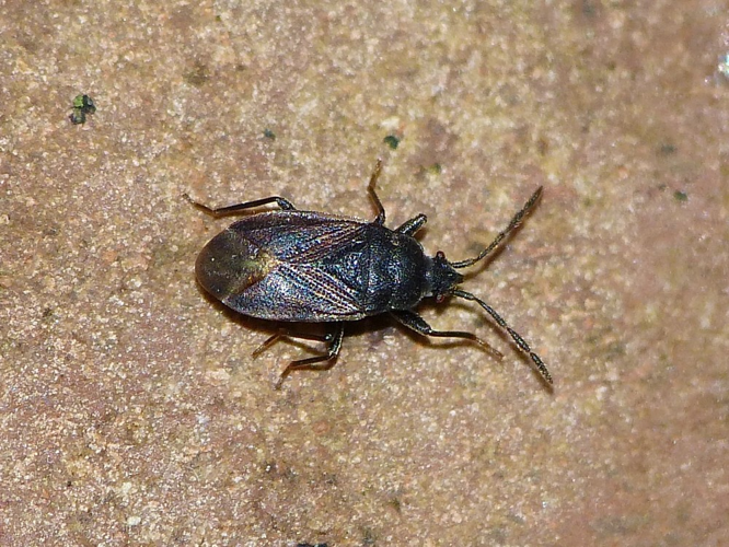 Drymus sylvaticus &copy; BARBIER Simon